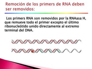 Los primers RNA son removidos por la RNAasa H,
que remueve todo el primer excepto el último
ribonucleótido unido directamente al extremo
terminal del DNA.
 