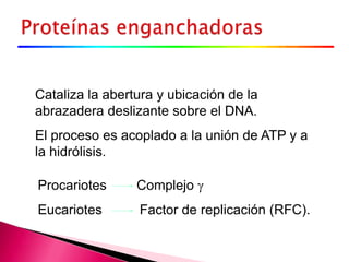 Cataliza la abertura y ubicación de la
abrazadera deslizante sobre el DNA.
El proceso es acoplado a la unión de ATP y a
la hidrólisis.
Procariotes Complejo
Eucariotes Factor de replicación (RFC).
 