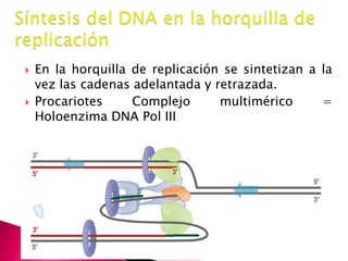  En la horquilla de replicación se sintetizan a la
vez las cadenas adelantada y retrazada.
 Procariotes Complejo multimérico =
Holoenzima DNA Pol III
 