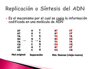  Es el mecanismo por el cual se copia la información
codificada en una molécula de ADN
AT
AT
TA
GC
TA
CG
AT
CG
A
A
T
G
T
C
A
C
T
T
A
C
A
G
T
G
AT
AT
TA
GC
TA
CG
AT
CG
AT
AT
TA
GC
TA
CG
AT
CG
Mol original Separación Mol. Nuevas (vieja-nueva)
 