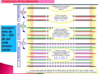 Replicacion de los telomeros
Acortami-
ento de
50 – 200
pb por
cada
division
celular
 
