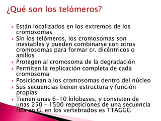  Están localizados en los extremos de los
cromosomas
 Sin los telómeros, los cromosomas son
inestables y pueden combinarse con otros
cromosomas para formar cr. dicéntricos o
anillos
 Protegen al cromosoma de la degradación
 Permiten la replicación completa de cada
cromosoma
 Posicionan a los cromosomas dentro del núcleo
 Sus secuencias tienen estructura y función
propias
 Tienen unas 6-10 kilobases, y consisten de
unas 250 – 1500 repeticiones de una secuencia
rica en G, en los vertebrados es TTAGGG
 