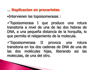 ... Replicacion en procariotes
•Intervienen las topoisomerasas :
Topoisomerasa I que produce una rotura
transitoria a nivel de una de las dos hebras de
DNA, a una pequeña distancia de la horquilla, lo
que permite el relajamiento de la molecula.
Toposisomerasa II provoca una rotura
transitoria en los dos cadenas de DNA de una de
las dos moléculas hijas, liberando asi las
moleculas, de una del otro.
 