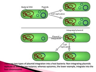 There are two types of plasmid integration into a host bacteria: Non-integrating plasmids
replicate as with the top instance; whereas episomes, the lower example, integrate into the
host chromosome.
 