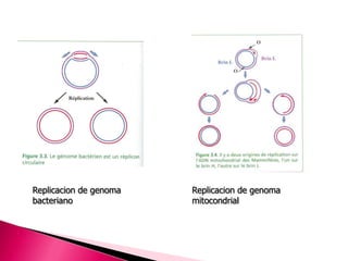 Replicacion de genoma
bacteriano
Replicacion de genoma
mitocondrial
 