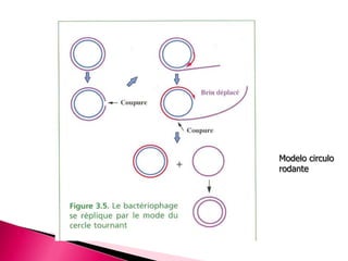 Modelo circulo
rodante
 