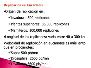 Replicacion en Eucariotes
•Origen de replicación en :
levadura : 500 replicones
Plantas superiores: 35,000 replicones
Mamiferos: 100,000 replicones
•Longitud de los replicones: varia entre 40 a 300 kb
•Velocidad de replicación en eucariotes es más lento
que en procariotes:
Sapo: 500 pb/mn
Drosophila: 2600 pb/mn
Levadura: 3600 pb/mn
 