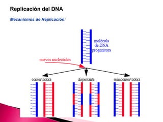 Replicación del DNA
Mecanismos de Replicación:
 
