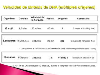 1 L de cultivo = 4.1010 células 400 000 km de DNA sintetizado (distancia Tierra - Luna)
Levaduras 14 Mbp (1 cm) 3 kb/min 20 min 330 S duraría 80 horas con 1 ori
2.1013 km de DNA sintetizado ( 2 años luz ) durante el tiempo de vida ( 1016 divisiones celulares )
Humanos 3 Gbp (2 m) 3 kb/min 7 h >10 000 ? S duraría 1 año con 1 ori
Genoma
Velocidad de
la horquilla
Fase S Origenes Comentario
E. coli 4.6 Mbp 30 kb/min 40 min 1 S mayor al doubling time
Velocidad de síntesis de DNA (múltiples orígenes)
Organismo
 