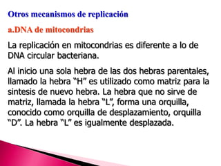 Otros mecanismos de replicación
a.DNA de mitocondrias
La replicación en mitocondrias es diferente a lo de
DNA circular bacteriana.
Al inicio una sola hebra de las dos hebras parentales,
llamado la hebra “H” es utilizado como matriz para la
sintesis de nuevo hebra. La hebra que no sirve de
matriz, llamada la hebra “L”, forma una orquilla,
conocido como orquilla de desplazamiento, orquilla
“D”. La hebra “L” es igualmente desplazada.
 