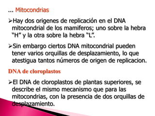 ... Mitocondrias
Hay dos origenes de replicación en el DNA
mitocondrial de los mamiferos; uno sobre la hebra
“H” y la otra sobre la hebra “L”.
Sin embargo ciertos DNA mitocondrial pueden
tener varios orquillas de desplazamiento, lo que
atestigua tantos números de origen de replicacion.
DNA de cloroplastos
El DNA de cloroplastos de plantas superiores, se
describe el mismo mecanismo que para las
mitocondrias, con la presencia de dos orquillas de
desplazamiento.
 