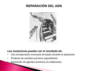 Las mutaciones pueden ser el resultado de:
• Una incorporación incorrecta de bases durante la replicación
• Producto de cambios químicos espontáneos
• Exposición de agentes químicos y/o radiaciones
REPARACIÓN DEL ADN
 