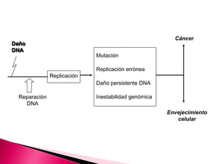 Daño
DNA
Replicación
Cáncer
Envejecimiento
celular
Mutación
Replicación errónea
Daño persistente DNA
Inestabilidad genómicaReparación
DNA
 
