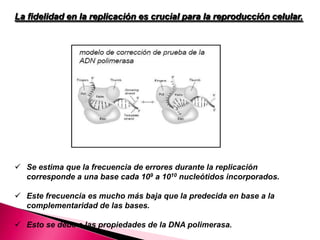  Se estima que la frecuencia de errores durante la replicación
corresponde a una base cada 109 a 1010 nucleótidos incorporados.
 Este frecuencia es mucho más baja que la predecida en base a la
complementaridad de las bases.
 Esto se debe a las propiedades de la DNA polimerasa.
La fidelidad en la replicación es crucial para la reproducción celular.
 