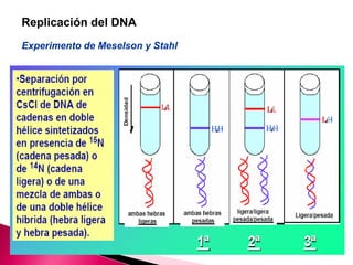 Replicación del DNA
Experimento de Meselson y Stahl
 
