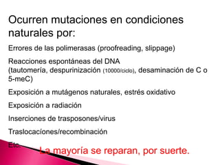 Ocurren mutaciones en condiciones
naturales por:
Errores de las polimerasas (proofreading, slippage)
Reacciones espontáneas del DNA
(tautomería, despurinización (10000/ciclo), desaminación de C o
5-meC)
Exposición a mutágenos naturales, estrés oxidativo
Exposición a radiación
Inserciones de trasposones/virus
Traslocacíones/recombinación
Etc.
La mayoría se reparan, por suerte.
 