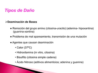 Tipos de Daño
Deaminación de Bases
● Remoción del grupo amino (citosina-uracilo) (adenina- hipoxantina)
(guanina-xantina)
● Problema de mal apareamiento, transmisión de una mutación
● Agentes que causan deaminación
• Calor (37ºC)
• Hidroxilamina (in vitro, citosina)
• Bisulfito (citosina simple cadena)
• Ácido Nitroso (aditivos alimenticios; adenina y guanina)
 
