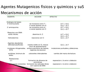 AGENTE ACCION EFECTO
Analogos de bases
5’ bromouracilo se incorpora como T :
a veces aparea con G
A-T G-C
G-C A-T
2’ aminopurina se incorpora como A :
a veces aparea con C
A-T G-C
G-C A-T
Reaccion con DNA
acido nitroso deamina A, C A-T G-C
G-C A-T
hidroxilamina reacciona con C G-C A-T
Agentes alquilantes
etilmetanosulfonato inserta metilo en G, induce
error de apareamiento
G-C A-T
mostazas nitrogenadas,
NTG
entrecruzamiento de hebras,
regiones de escicion
mutaciones puntuales y deleciones
acridinas, bromuro de
etidio
colorantes intercalantes cambio del marco de lectura
Radiaciones
u.v formacion de dimeros de
pirimidinas
reparacion c /s error o delecion
radiaciones ionizantes formacion de radicales libres
con ruptura de DNA
reparacion c /s error o delecion
 