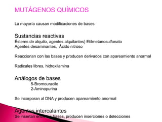 MUTÁGENOS QUÍMICOS
La mayoría causan modificaciones de bases
Sustancias reactivas
Ésteres de alquilo, agentes alquilantes) Etilmetanosulfonato
Agentes desaminantes, Ácido nitroso
Reaccionan con las bases y producen derivados con apareamiento anormal
Radicales libres, hidroxilamina
Análogos de bases
5-Bromouracilo
2-Aminopurina
Se incorporan al DNA y producen apareamiento anormal
Agentes intercalantes
Se insertan entre las bases, producen inserciones o delecciones
 