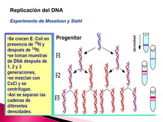 Replicación del DNA
Experimento de Meselson y Stahl
 