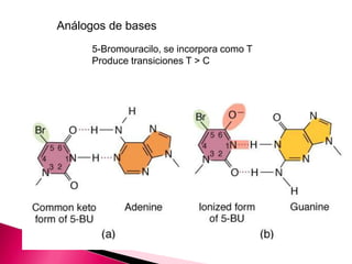 Análogos de bases
5-Bromouracilo, se incorpora como T
Produce transiciones T > C
 