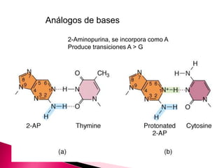Análogos de bases
2-Aminopurina, se incorpora como A
Produce transiciones A > G
 