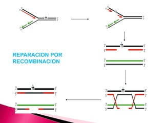 REPARACION POR
RECOMBINACION
 