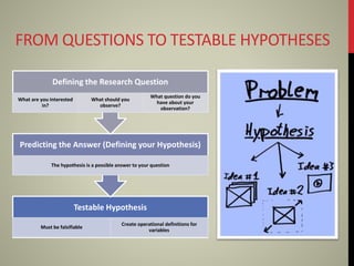 FROM QUESTIONS TO TESTABLE HYPOTHESES
Testable Hypothesis
Must be falsifiable
Create operational definitions for
variables
Predicting the Answer (Defining your Hypothesis)
The hypothesis is a possible answer to your question
Defining the Research Question
What are you interested
in?
What should you
observe?
What question do you
have about your
observation?
 