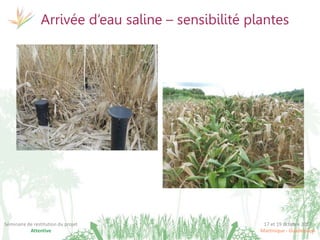 17 et 19 octobre 2017
Martinique - Guadeloupe
Séminaire de restitution du projet
Attentive
Arrivée d’eau saline – sensibilité plantes
 