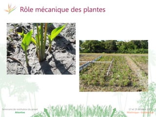 17 et 19 octobre 2017
Martinique - Guadeloupe
Séminaire de restitution du projet
Attentive
Rôle mécanique des plantes
 