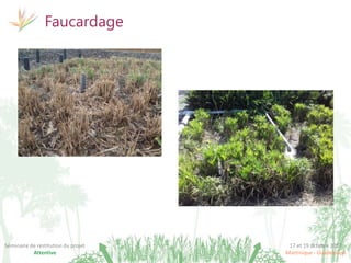 17 et 19 octobre 2017
Martinique - Guadeloupe
Séminaire de restitution du projet
Attentive
Faucardage
 