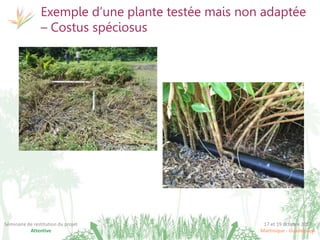 17 et 19 octobre 2017
Martinique - Guadeloupe
Séminaire de restitution du projet
Attentive
Exemple d’une plante testée mais non adaptée
– Costus spéciosus
 