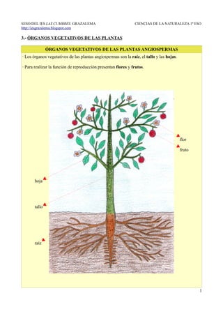 SESO DEL IES LAS CUMBRES. GRAZALEMA                             CIENCIAS DE LA NATURALEZA 1º ESO
http://iesgrazalema.blogspot.com

3.- ÓRGANOS VEGETATIVOS DE LAS PLANTAS

               ÓRGANOS VEGETATIVOS DE LAS PLANTAS ANGIOSPERMAS
· Los órganos vegetativos de las plantas angiospermas son la raíz, el tallo y las hojas.

· Para realizar la función de reproducción presentan flores y frutos.




                                                                                           flor

                                                                                           fruto




       hoja




       tallo




       raíz




                                                                                                   1
 