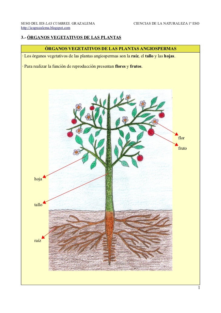 3. Órganos vegetativos de las plantas
