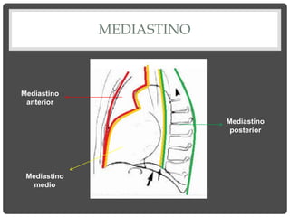 MEDIASTINO
Mediastino
anterior
Mediastino
medio
Mediastino
posterior
 