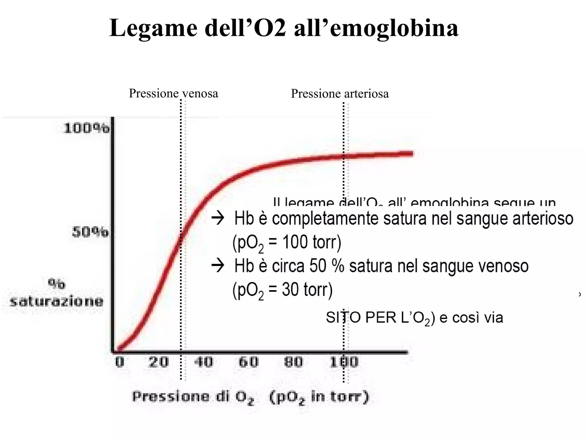 Legame dell’O2 all’emoglobina
Pressione venosa Pressione arteriosa
 