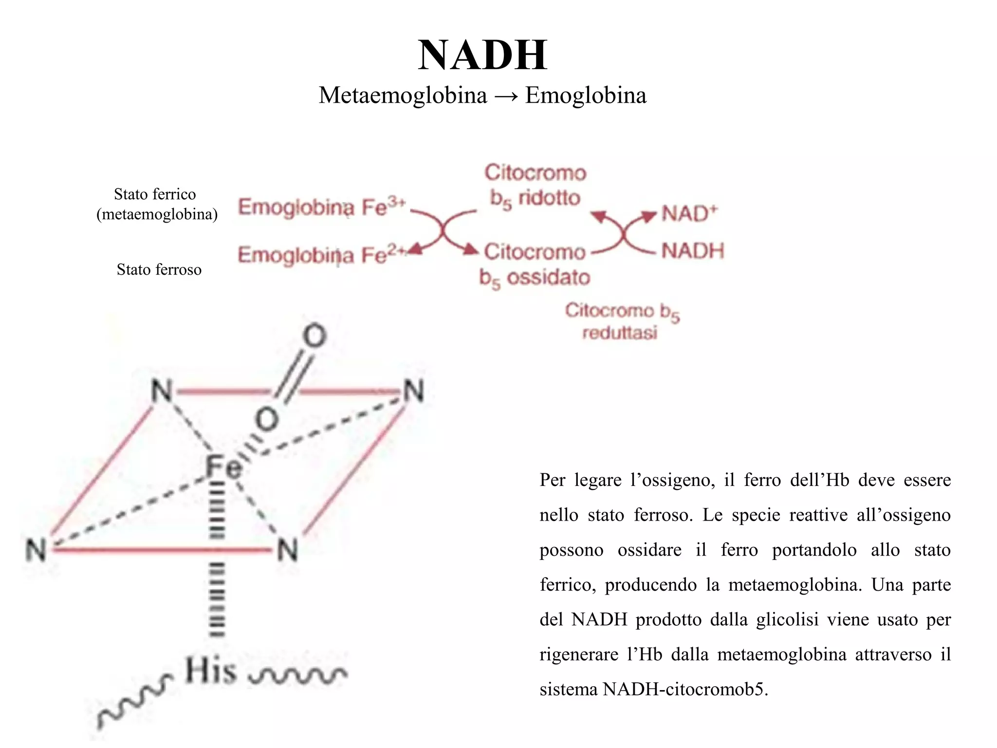 NADH
Metaemoglobina → Emoglobina
Stato ferrico 
(metaemoglobina)
Stato ferroso
Per  legare  l’ossigeno,  il  ferro  dell’Hb  deve  essere 
nello  stato  ferroso.  Le  specie  reattive  all’ossigeno 
possono  ossidare  il  ferro  portandolo  allo  stato 
ferrico,  producendo  la  metaemoglobina.  Una  parte 
del  NADH  prodotto  dalla  glicolisi viene  usato  per 
rigenerare  l’Hb  dalla  metaemoglobina  attraverso  il 
sistema NADH-citocromob5. 
 