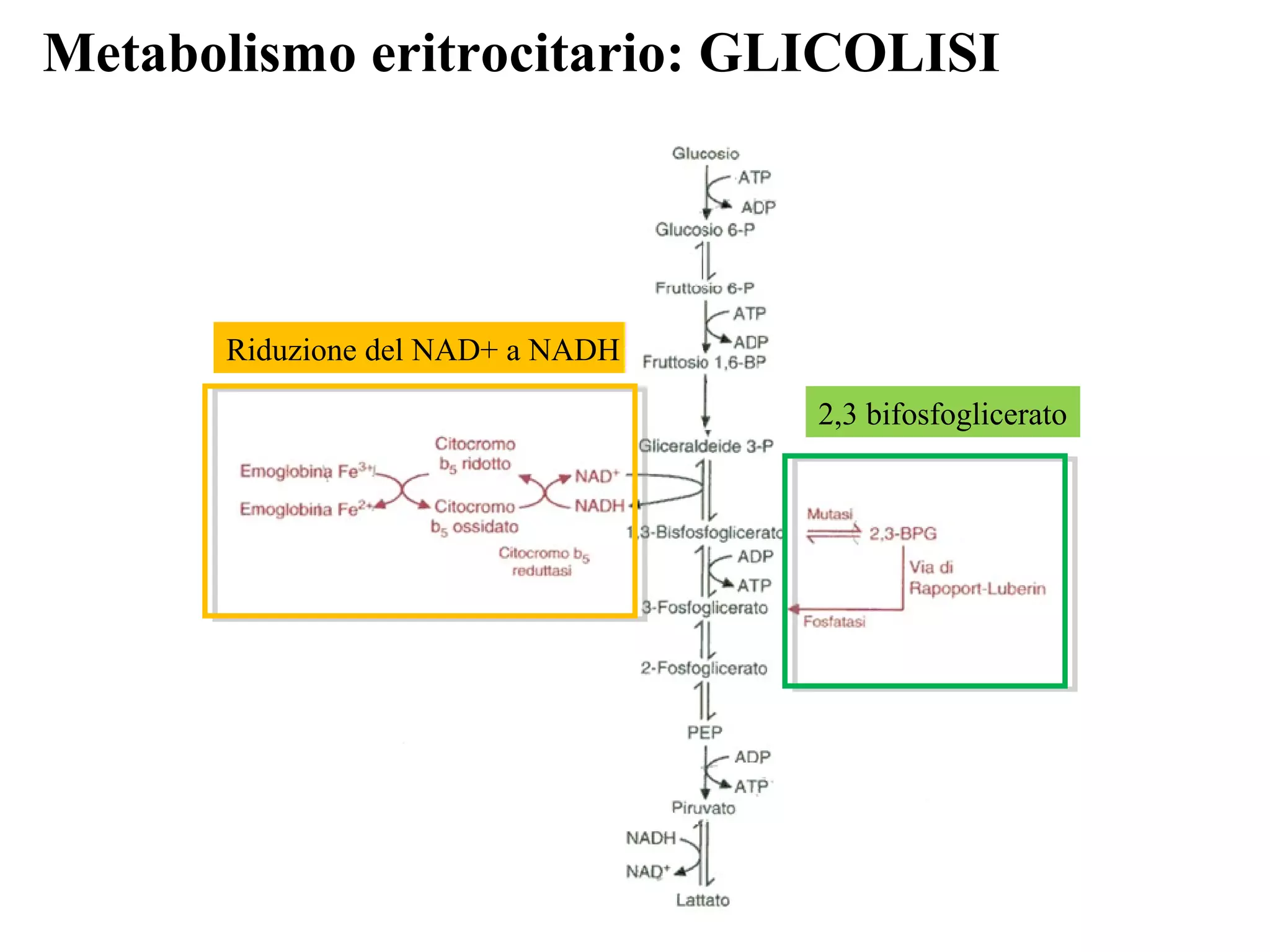Metabolismo eritrocitario: GLICOLISI
Riduzione del NAD+ a NADH
2,3 bifosfoglicerato
 