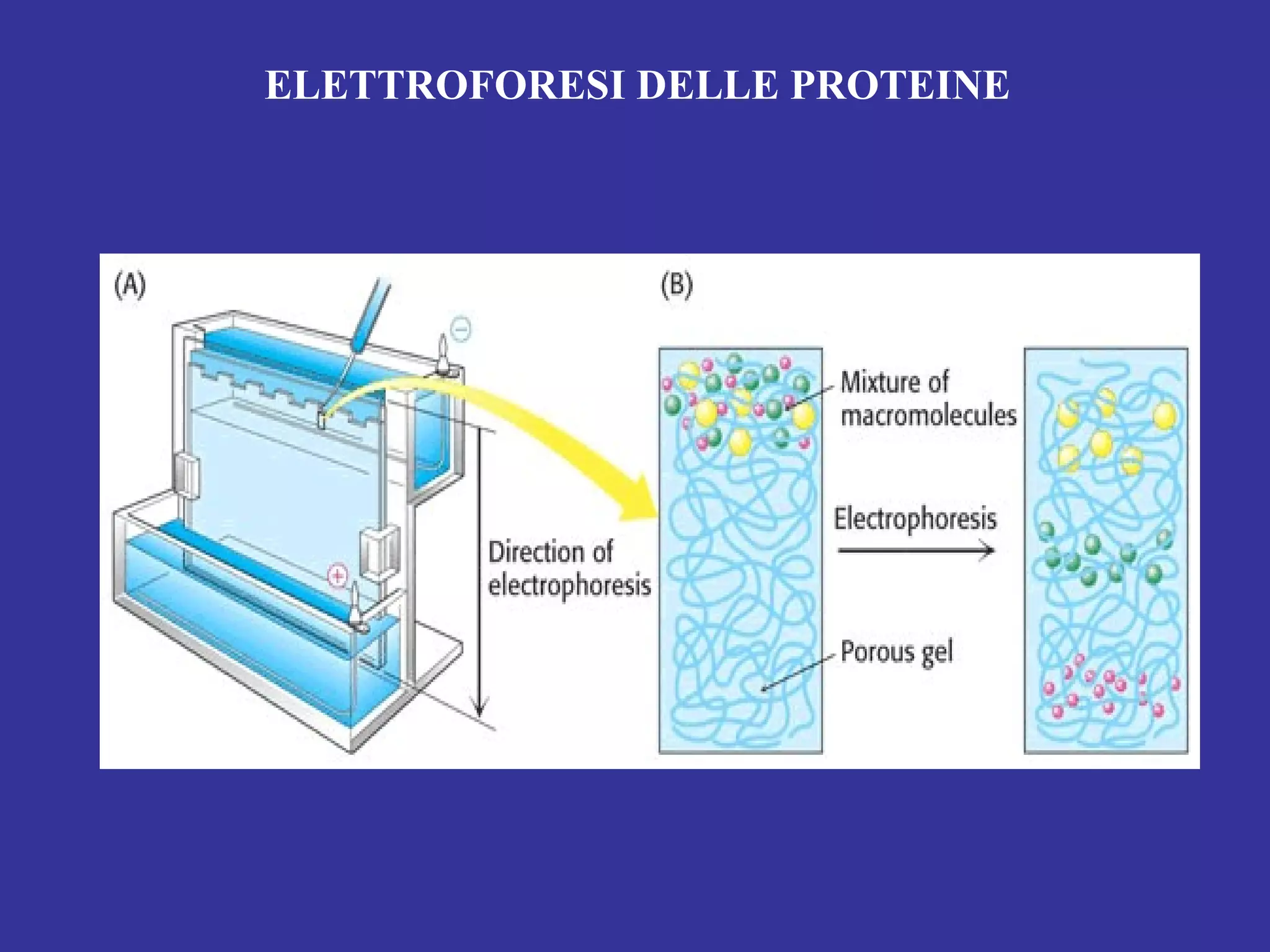 ELETTROFORESI DELLE PROTEINE
 