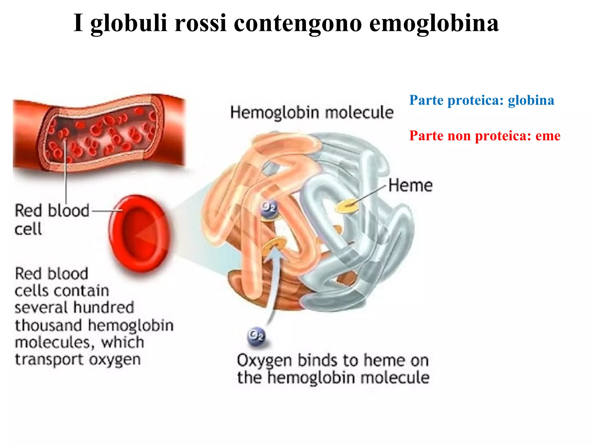 I globuli rossi contengono emoglobina
Parte proteica: globina
Parte non proteica: eme
 