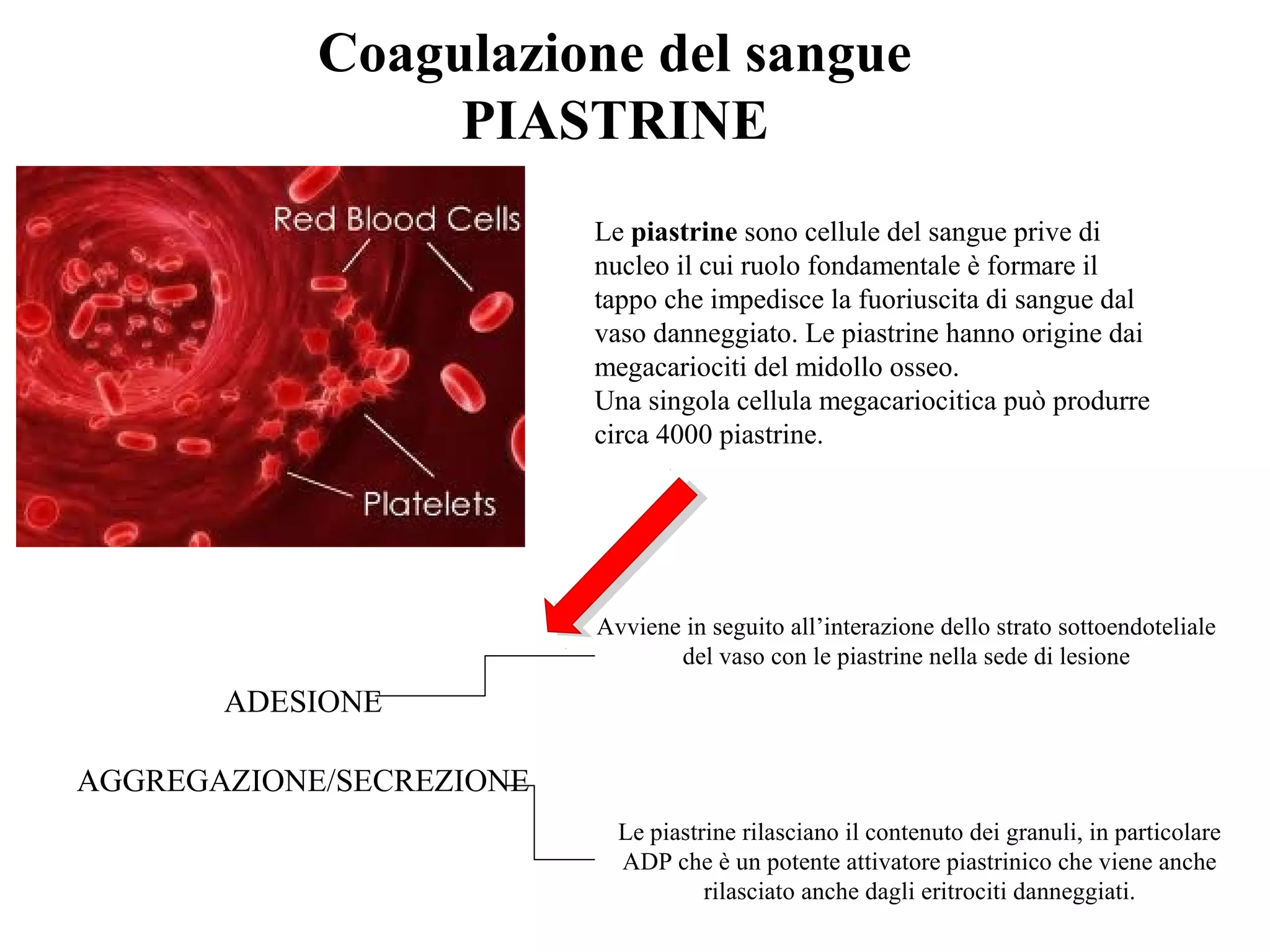 Coagulazione del sangue
PIASTRINE
Le piastrine sono cellule del sangue prive di
nucleo il cui ruolo fondamentale è formare il
tappo che impedisce la fuoriuscita di sangue dal
vaso danneggiato. Le piastrine hanno origine dai
megacariociti del midollo osseo.
Una singola cellula megacariocitica può produrre
circa 4000 piastrine.
ADESIONE
AGGREGAZIONE/SECREZIONE
Avviene in seguito all’interazione dello strato sottoendoteliale
del vaso con le piastrine nella sede di lesione
Le piastrine rilasciano il contenuto dei granuli, in particolare
ADP che è un potente attivatore piastrinico che viene anche
rilasciato anche dagli eritrociti danneggiati.
 