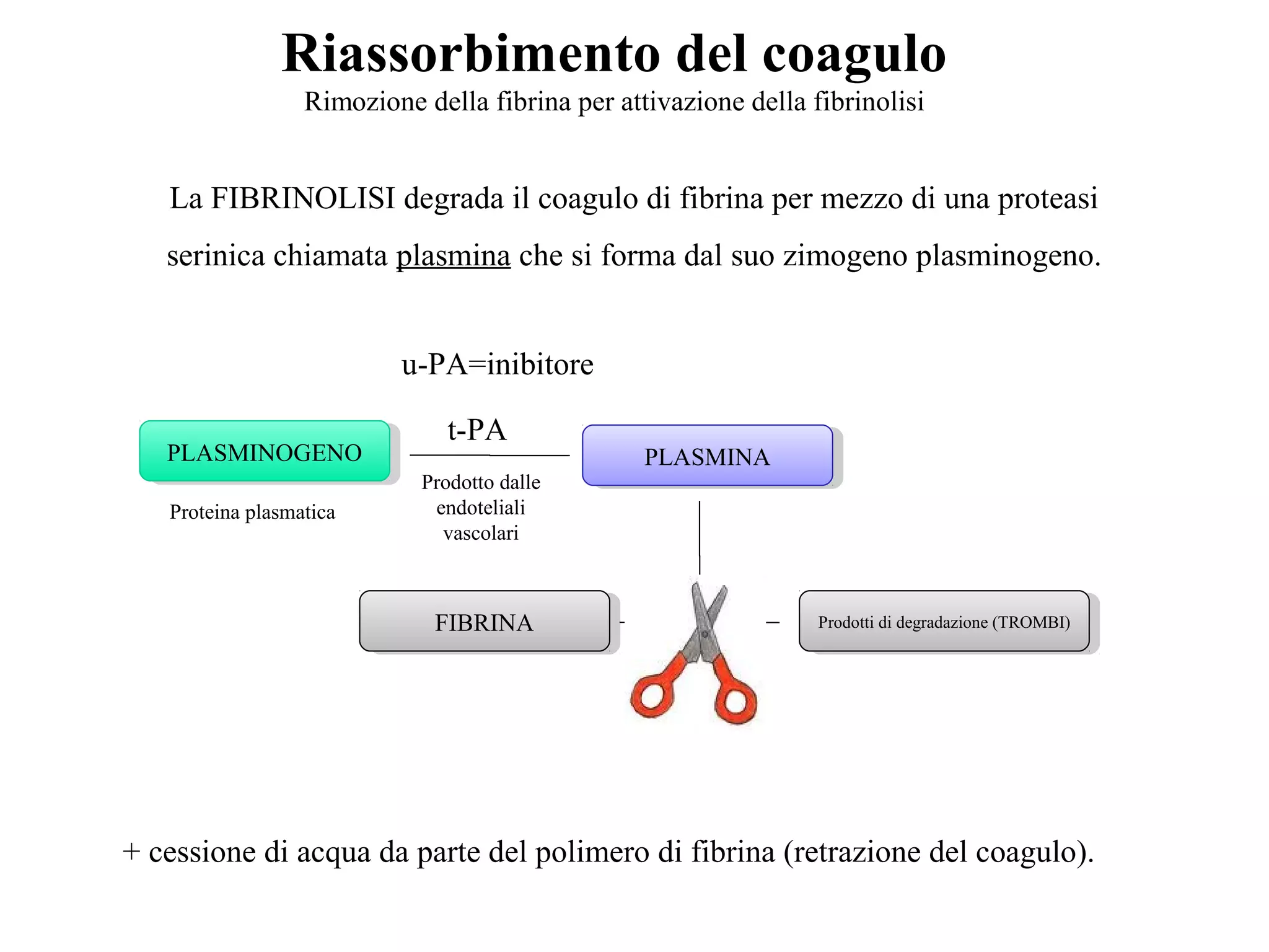 Riassorbimento del coagulo
Rimozione della fibrina per attivazione della fibrinolisi
La FIBRINOLISI degrada il coagulo di fibrina per mezzo di una proteasi
serinica chiamata plasmina che si forma dal suo zimogeno plasminogeno.
PLASMINOGENOPLASMINOGENO PLASMINAPLASMINA
FIBRINAFIBRINA Prodotti di degradazione (TROMBI)Prodotti di degradazione (TROMBI)
Proteina plasmatica
t-PA
Prodotto dalle
endoteliali
vascolari
+ cessione di acqua da parte del polimero di fibrina (retrazione del coagulo).
u-PA=inibitore
 