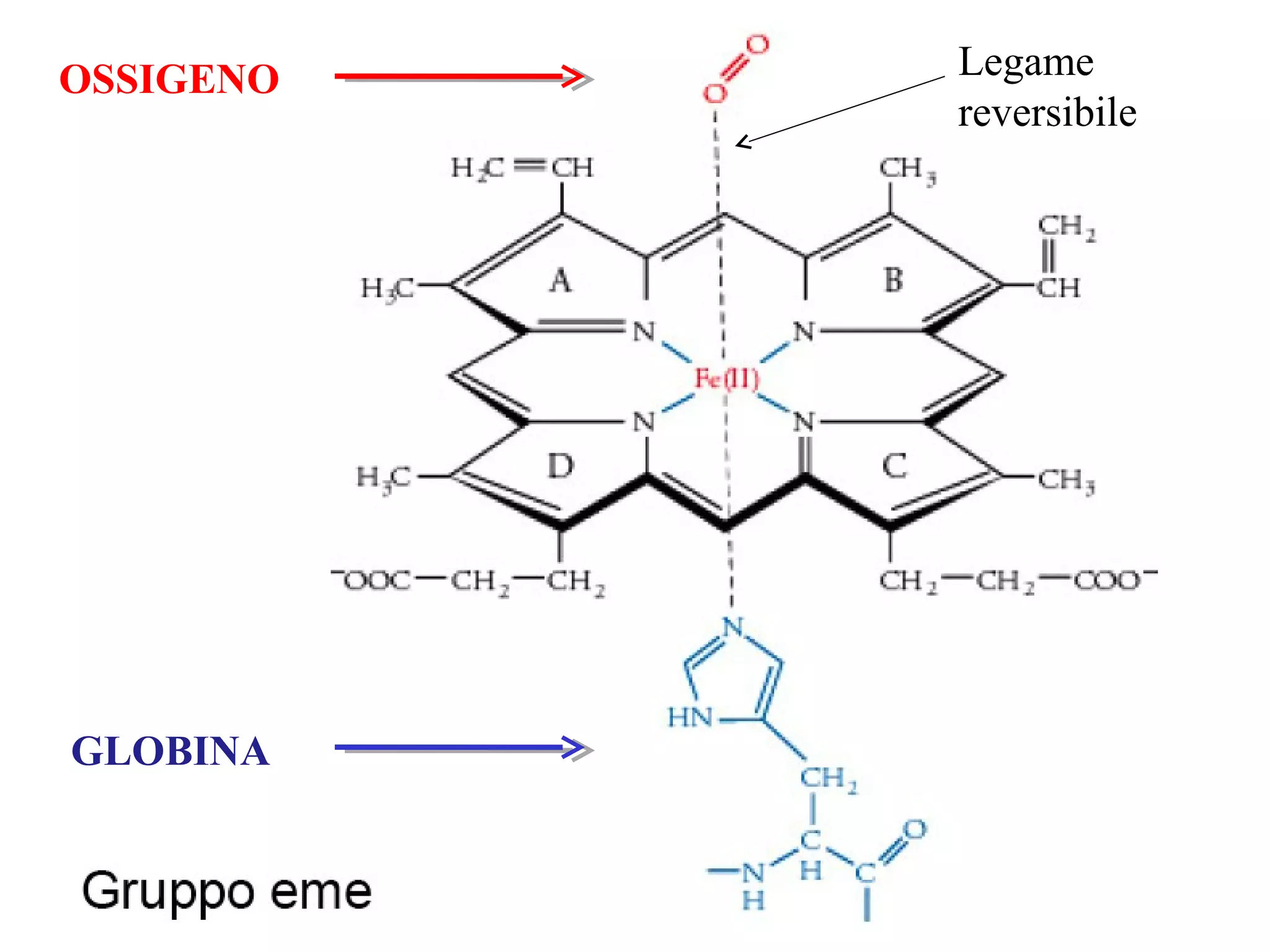Legame
reversibile
OSSIGENO
GLOBINA
 
