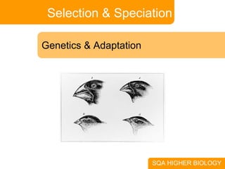 Selection & Speciation Genetics & Adaptation SQA HIGHER BIOLOGY 