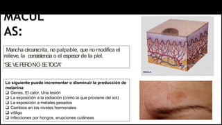 MÁCUL
AS:
Mancha circunscrita, no palpable, que no modifica el
relieve, la consistencia o el espesor de la piel.
“SEVEPERONO S
ET
OCA”
Lo siguiente puede incrementar o disminuir la producción de
melanina:
 Genes, El calor, Una lesión
 La exposición a la radiación (como la que proviene del sol)
 La exposición a metales pesados
 Cambios en los niveles hormonales
 vitiligo
 infecciones por hongos, erupciones cutáneas
 