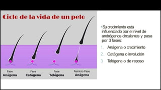 Sucrecimiento está
influenciado por el nivel de
andrógenos circulantes y pasa
por 3 fases:
1. Anágena o crecimiento
2. Catágena o involución
3
. T
elógena o de reposo
 