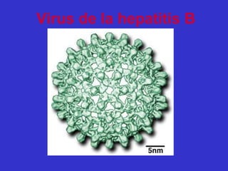 Virus de la hepatitis B
 