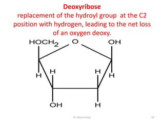Deoxyribose
 replacement of the hydroyl group at the C2
position with hydrogen, leading to the net loss
             of an oxygen deoxy.




                    Dr. Siham Gritly              43
 