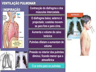 Inspiração torácica . 