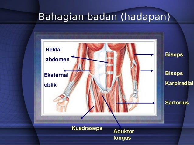 3 Sistem Otot Tingkatan 4